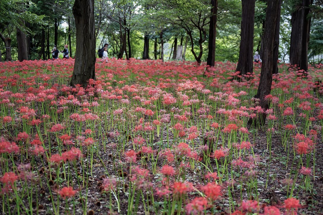 村上緑地公園（やちよの彼岸花）